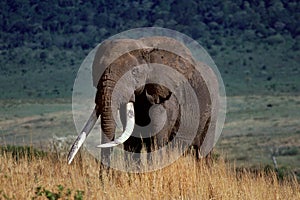 Cráter un elefante 