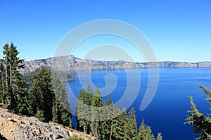 Crater Lake Pine Trees