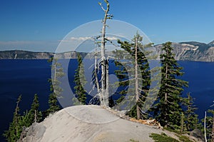 Snaggy Tree At Crater Lake Oregon USA