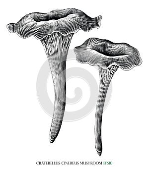 Craterellus cinereus mushroom botanical vintage illustration black and white clip art