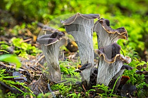 Craterellus cornucopioides