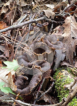 Craterellus cornucopioides edible mushrooms almost invisible hiding in fallen leaves. Aka Horn of plenty, black photo