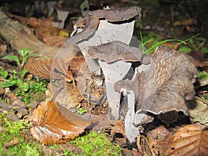 Craterellus cornucopioides, or horn of plenty mushroom