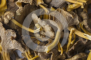 Craterellus cornucopioides, or horn of plenty, trumpet chanterelle, edible mushroom, pattern