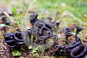 Craterellus Cornucopioides mushrooms in forest