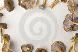 Craterellus cornucopioides, trumpet chanterelle, edible mushroom on wooden background