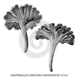 Craterellus sinuosus botanical vintage illustration black and white clip art