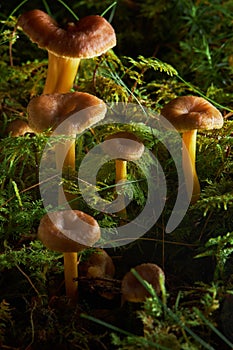 Craterellus tubaeformis. Edible mushrooms with excellent taste.