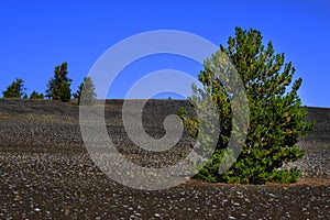Craters of the Moon National Monument Pine Treed Growing on Lava Rock Cinders with Pine Trees