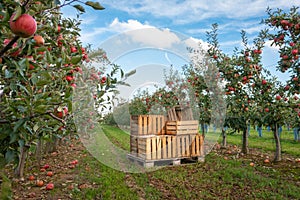 Crates in apple orchard with trees ready for harvest