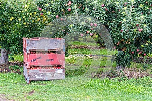 Crates of Apples in Orchard