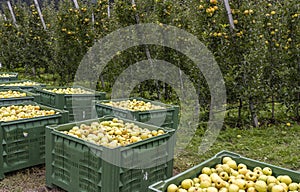 Crates with Apples Sudtirol