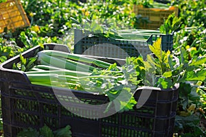 Crates with celery harvest in a farmer field on sunny day