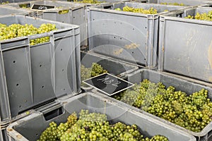 Crates with Chardonnay Grapes in Champagne photo