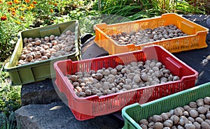 Crates with drying walnuts