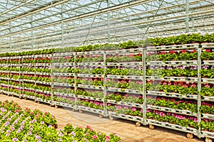 Crates with Dutch geranium plants ready for export