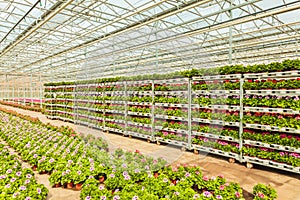 Crates with Dutch geranium plants ready for export