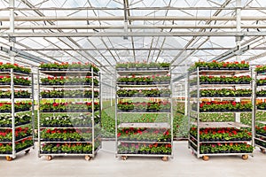 Crates with Dutch geranium plants ready for export