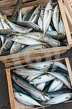 Crates of fresh fish