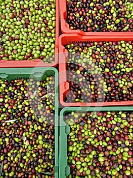 Crates of freshly olives