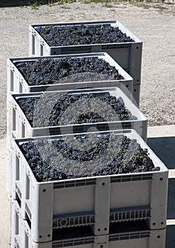 Crates of grapes (Italy)