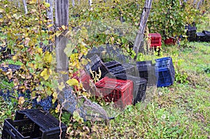 Crates on the ground in a vineyard row in Bulgaria