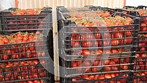 Crates with harvest of ripe red tomatoes in greenhouse