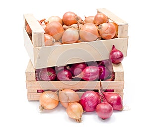 Crates with onions photo