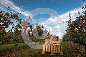 Crates in apple orchard with trees ready for harvest