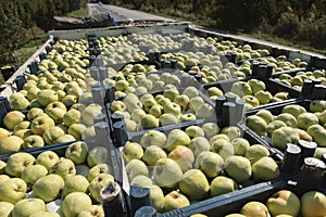 Crates with picked pears in the orchard