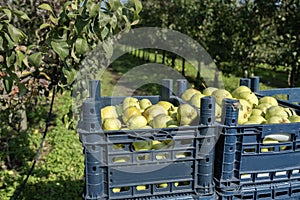 Crates with picked pears in the orchard. Pears picking