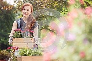 Crates with pink flowers