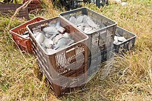 Crates of Tilapia fish