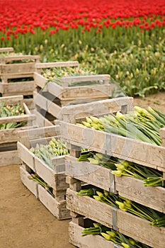 crates of tulips