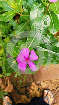 Crative layout mode of green leaves and purple flower. Flat lay. Nature concept photo