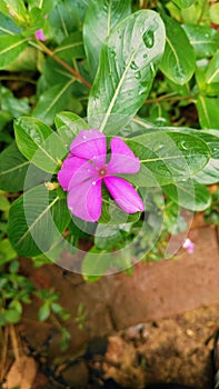 Crative layout mode of green leaves and purple flower. Flat lay. Nature concept