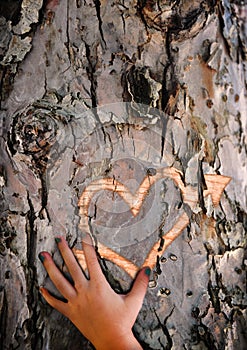 Craving lost love - Carved heart in tree bark