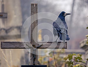 A craw & a cross photo