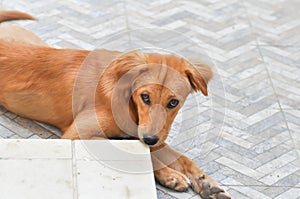 Craw dog or brown dog photo