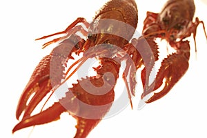 Craw-fish photo