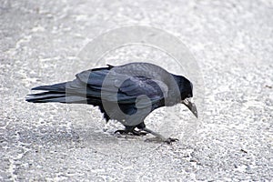 a craw standing on the ground