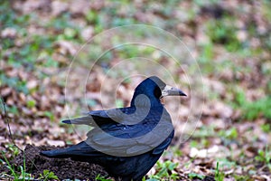 a craw standing on the ground