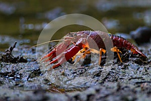 Crawdad