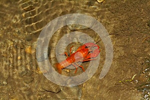 Crawdad