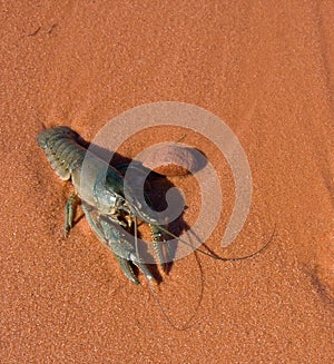 Crawdad