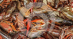 Crawdad boil - close-up of a pile of live raw crayfish - selective focus