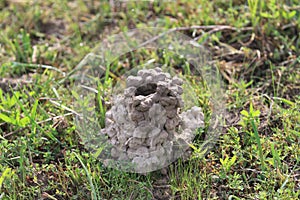 Crawdad or Crayfish mound in pasture photo