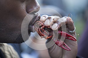 Crawdad eating