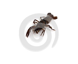 Crawdad