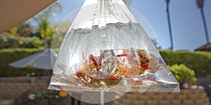 Crawdads inside a plastic pouch with water